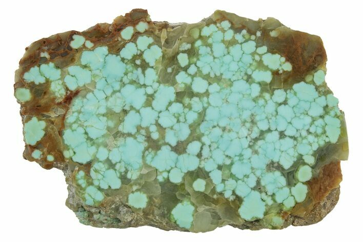 Polished Turquoise Slab - Number Mine, Carlin, NV #244460